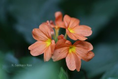 Crossandra infundibuliformis